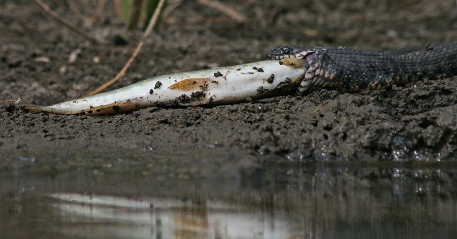 Водяной уж ест рыбу