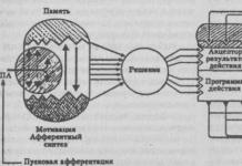 Петр кузьмич анохин - биография и интересные факты Советский физиолог создатель теории функциональных систем